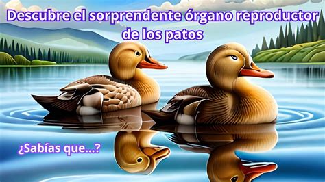 pene pato|El curioso motivo por el que a los patos les crece el pene